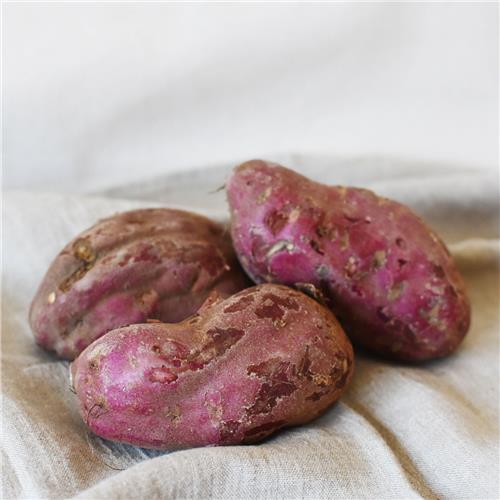 Sweet Potato Red All About Organics Online
