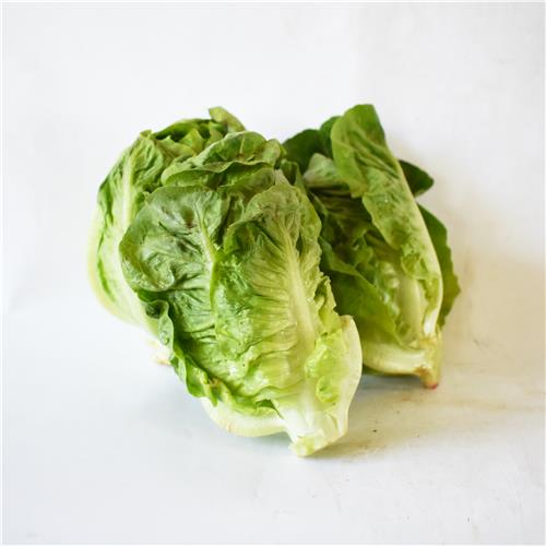 Lettuce Fancy Certified Organic