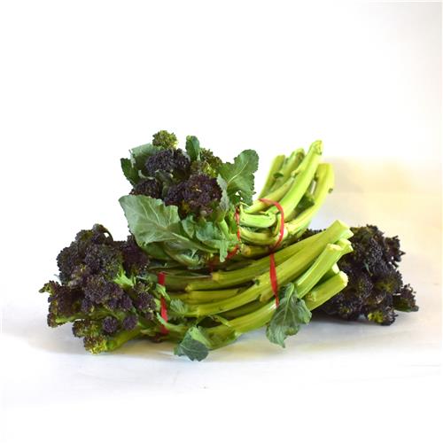 Broccolini / Baby Broccoli PURPLE Certified Organic